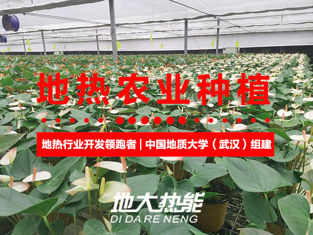 濟(jì)南：“地?zé)崮?農(nóng)業(yè)”產(chǎn)業(yè)融合，讓地?zé)崮苷嬲盁帷逼饋?lái)-地大熱能